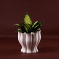 Tulip S