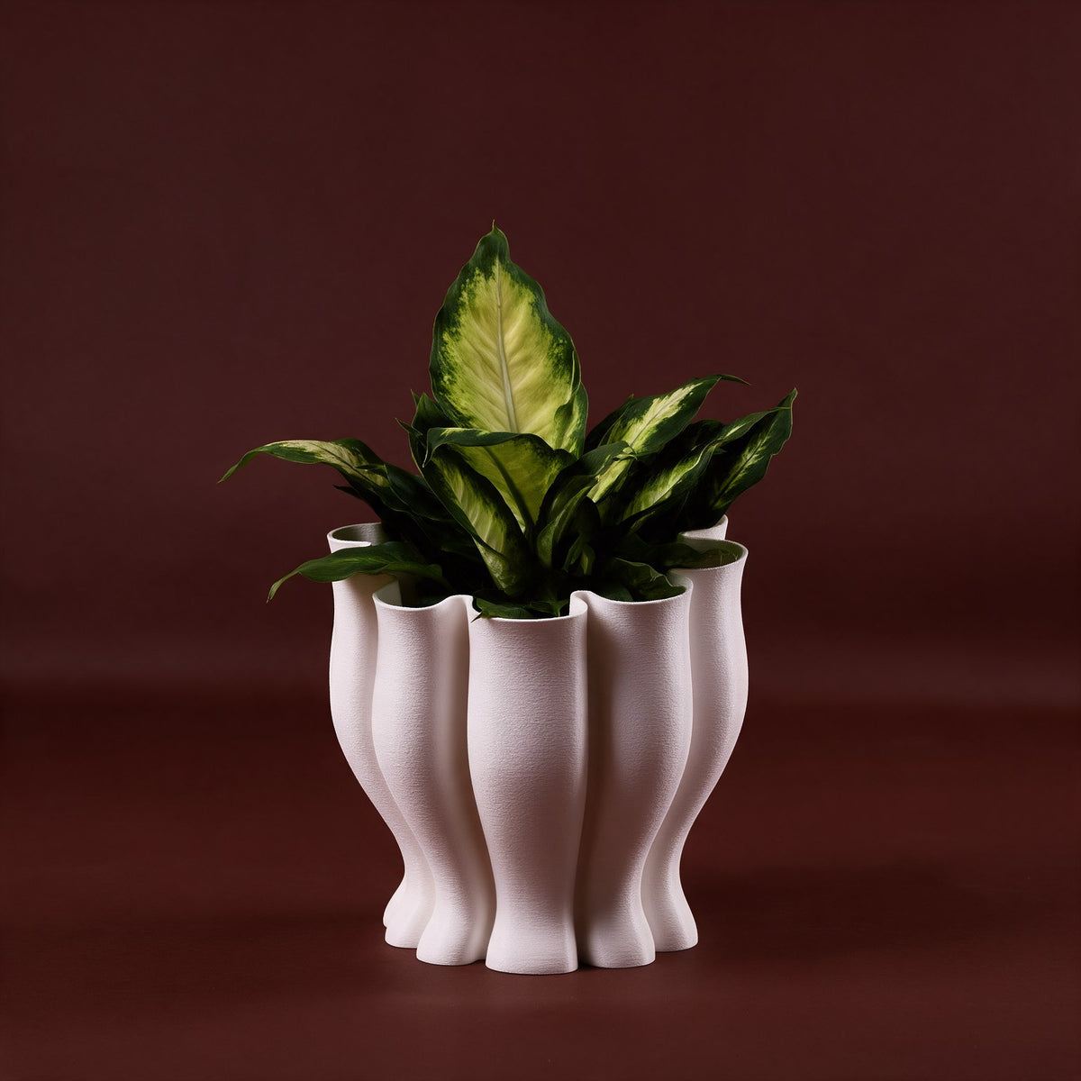 Tulip S