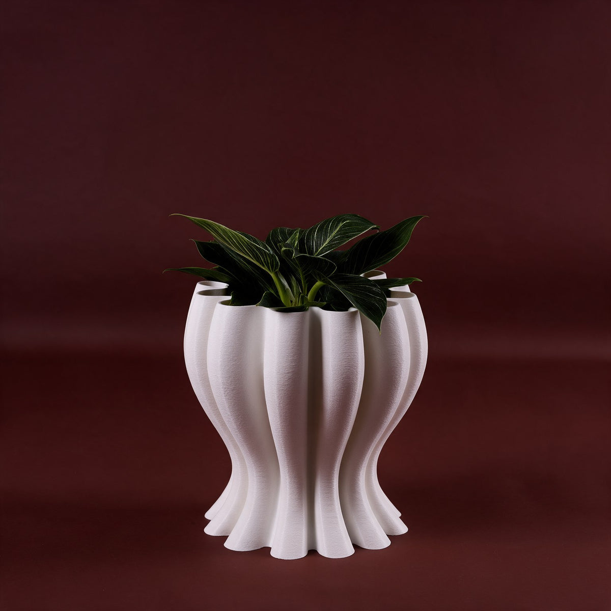 Dalia S
