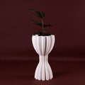 Freesia M