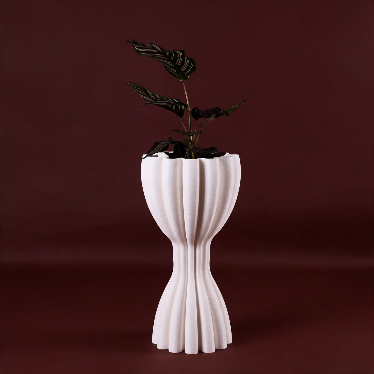 Freesia M