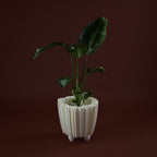 WhiteButterfly Vaso M