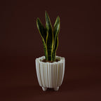 WhiteButterfly Vaso S