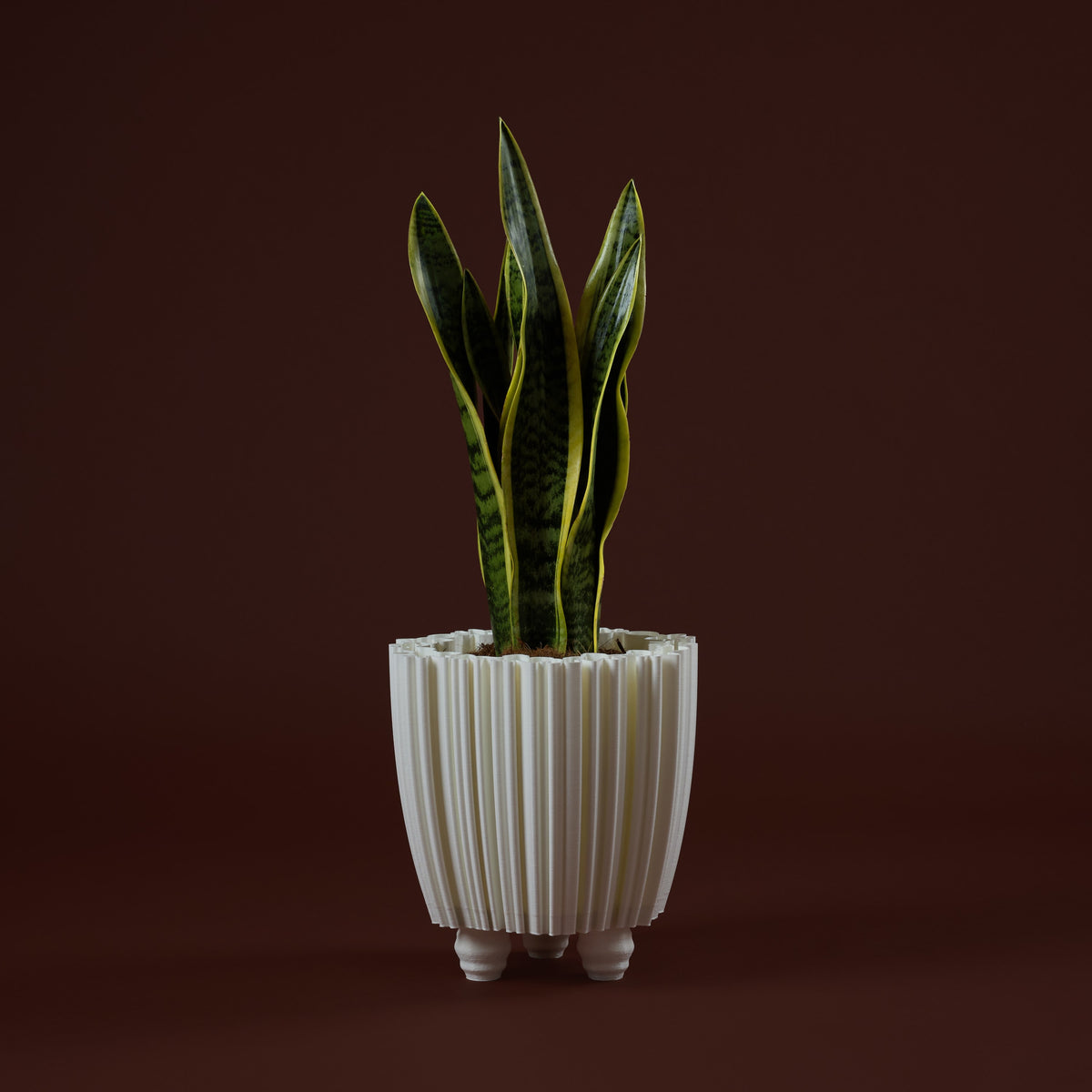 WhiteButterfly Vaso S