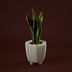 WhiteButterfly Vaso S