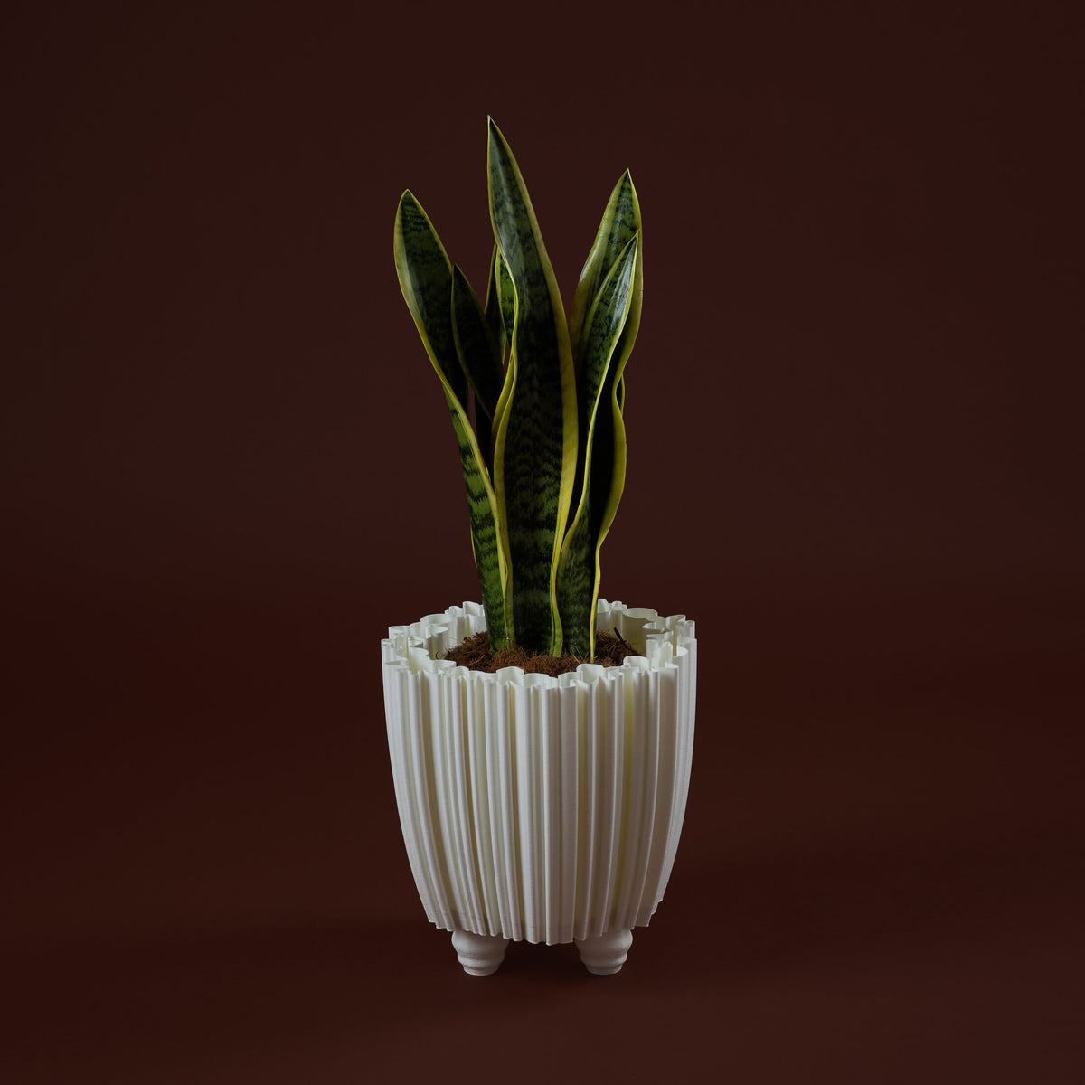 WhiteButterfly Vaso S